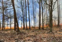 Pożary zagrażają lasom